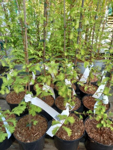 Urtidstre, Metasequoia Glyptostroboides "Slow Flurries", 50-60 cm, C3