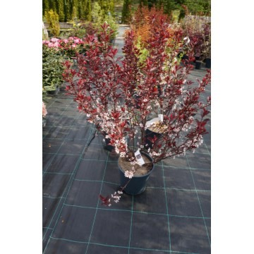 Blodplomme, Prunus cistena busk, 10 liter potte