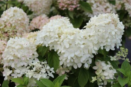 Syrinhortensia "Bobo", 10 liter potte