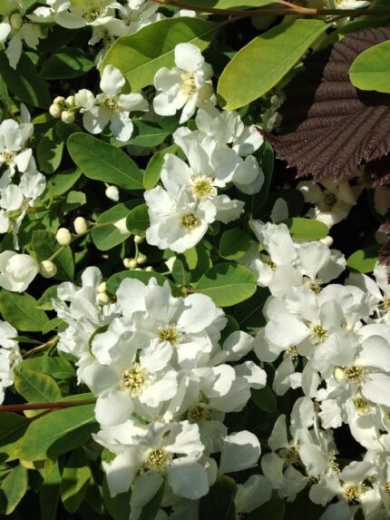 Perlebusk "Niagara" 10 liter potte, salgshøyde ca 1 m.