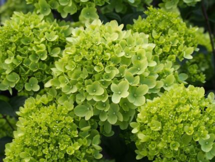 Syrinhortensia"Little Lime"  5 l potte-1