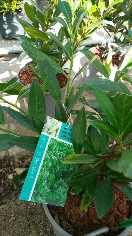 Laurbærhegg "Otto Luyken", 3,5 liter, 30-40 cm