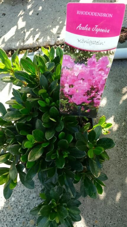 Azalea, " Kønigstein " 3 l  potte, 20-25 cm