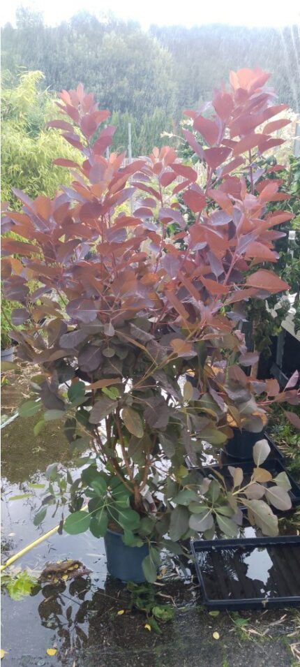 parykkbusk "Royal Purple", 10 liter potte ca 150 cm