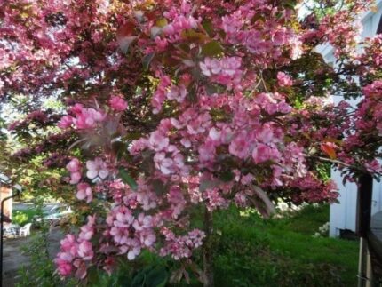 Prydeple, Malus purpurea ELISE "Epleli", E plante, 10 liter, str 150-175