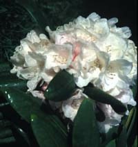 Rhododendron "Schneekrone", 5 liter, salgsstr. 30 -40 cm