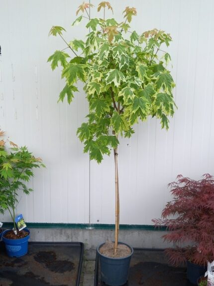 Acer plat. 'Drummondii' - Hvitbroket spisslønn, sth 120 cm, pottestr .7,5 l.