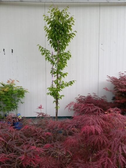 Søyleagnbøk 175-200 cm