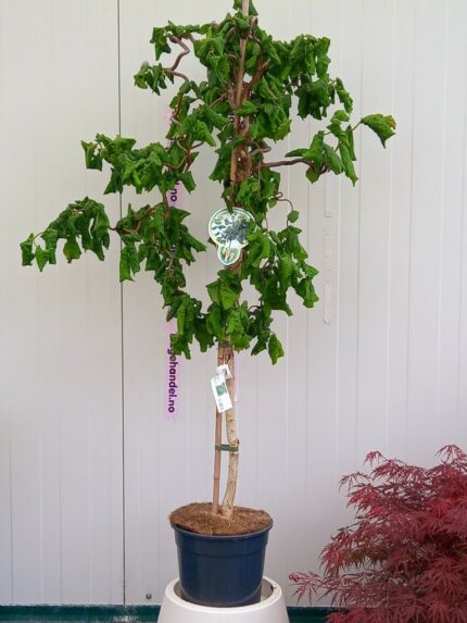 Vrihassel oppstammet 80 cm sth