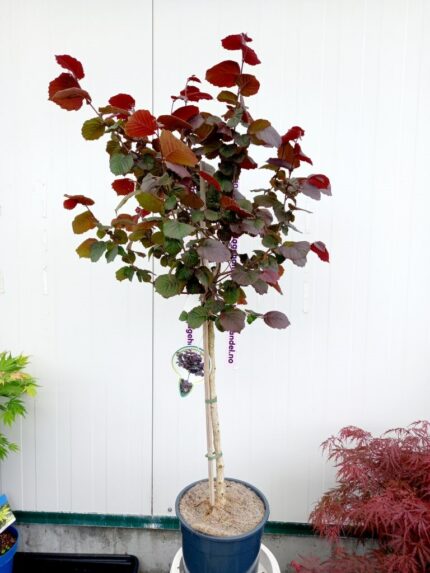 Rødbladet hassel "Anns Red Dwarf" sth 60 cm., oppstammet, 10 liters potte