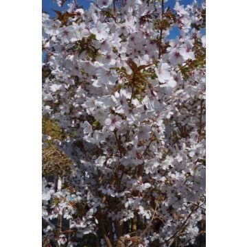 Nipponkirsebær "Brilliant " sth 80 cm