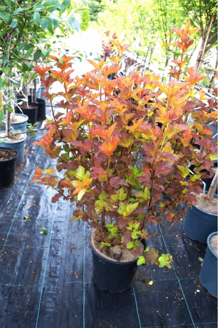 Solblærespirea "Magic Ball". ca 100  cm, 10 l potte