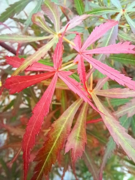 Japansk lønn "Jerre Schwarttz"  oppstammet 60 cm  5 liter potte