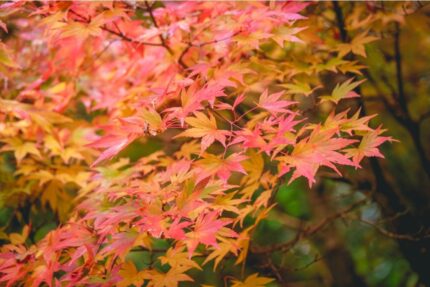 Japansk Lønn "Orange Dream" salgsstr. 50/60 cm, pottestr. 3 l.