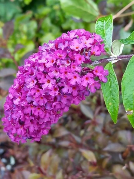 Sommerfuglbusk "Davidii Nano Purple" , 3 liter