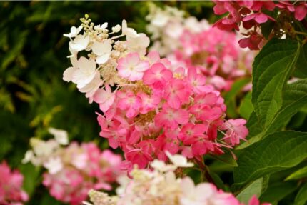 Syrinhortensia, "Pinky Winky", 10 l. potte