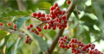 Høstoliven, Japansk sølvbusk, " Elaeagnus Umbellata", 3,5 l. potte, salgstr. ca 100 cm