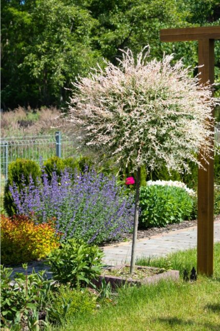 Japansk Pil "Hakuro Nishiki"  Salix Integra,  stamme høyde 80 cm, pottestr. 4 l.