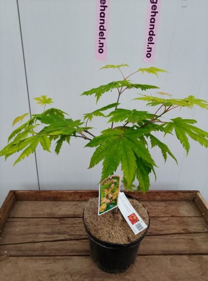 Japansk lønn "Vitifolium", str  40/50 cm. 3 l. potte