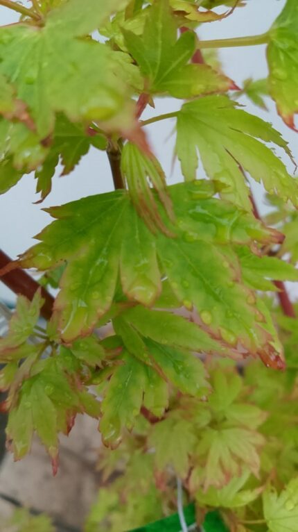 Japansk lønn "Coonara Pygmy"oppstammet  60 cm 5 l. pottestr