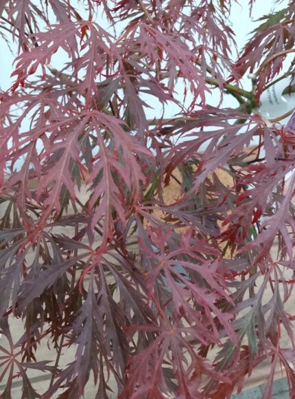 Japansk lønn "Dissectum Nigrum", salgsstr. 30 - 40 cm., 5 liter potte