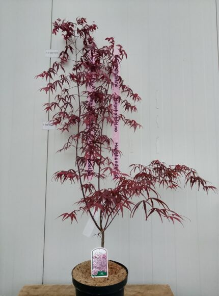 Japansk lønn "Enkan", salgshøyde 50/60 cm  3l. pottestr.