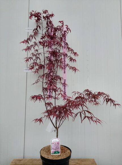 Japansk lønn "Enkan", salgshøyde 1,5 m, 7,5 l. pottestr.