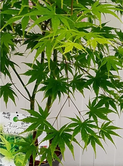 Japansk lønn "Ki-hachijo", salgsstr. 40/5+ ., pottestr. 5 l.