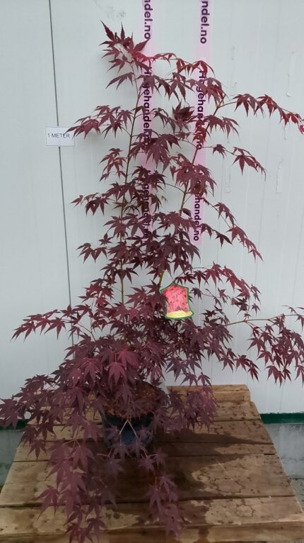 Japansk lønn "Koriba", salgstr. 100 - 110 cm, pottestr. 4 l.