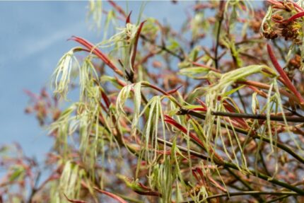 Japansk lønn "Koto-no-ito, salgsstr. 50/60 , pottestr. 3 l.