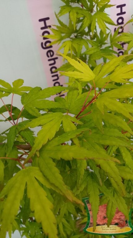 Japansk lønn "Seiun-kaku", salgsstr. 40/50  pottestr. 5 l.