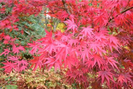 Japansk lønn "Sumi-nagashi", str. 40-45 cm., pottestr. 3 l.