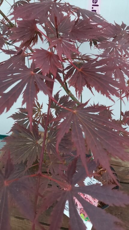 Japansk lønn "Yassemin" , salgsstr 50/60 cm , pottestr. 3 l.