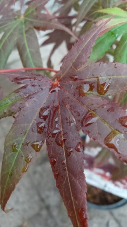 Japansk lønn "Yezo-nishiki", salgsstr. 40/50 cm., pottestr. 2 l.