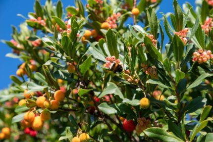 Jordbærtre oppstammet "Arbutus Unedo", stamme 180 cm, pottestr. 10 l.