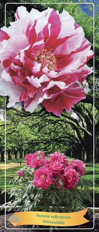 Trepeon "Shima - Nishiki", pottestr. 2 l.