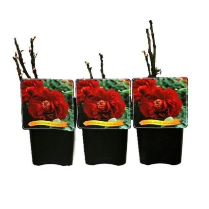 Trepeon "Wu Jin Yao Hui", pottestr. 2 l.