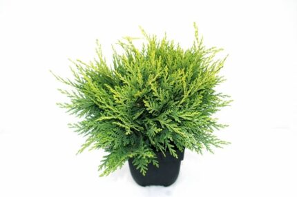 Sypress, Chamaecyparis l. "Sunkist", pottestr. 2 l.
