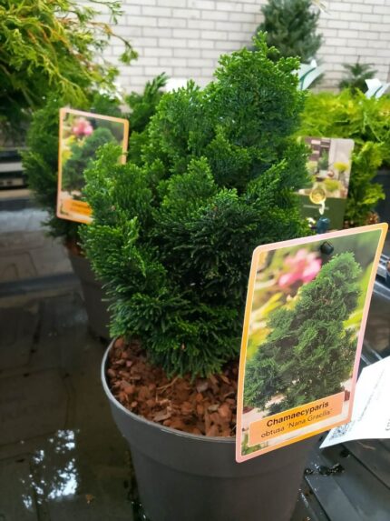 Solsypress, Chamaecyparis o. 20/25  "Nana Gracilis", pottestr. 2 l.
