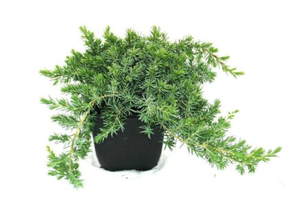 Krypeine, Juniperus conferta "Blue Pacific", pottestr. 2 l.