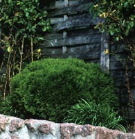 Kulethuja, Thuja occ. "Danica", pottestr. 2 l.