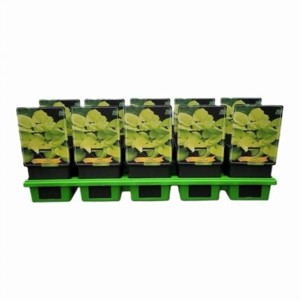 Hosta "Banana Kid", pottestr. 11 cm