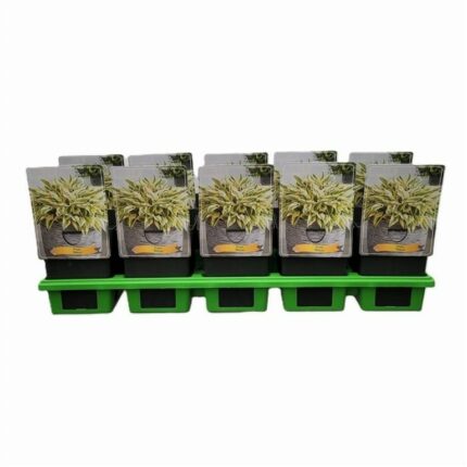 Hosta "Bobcat", pottestr. 11 cm.