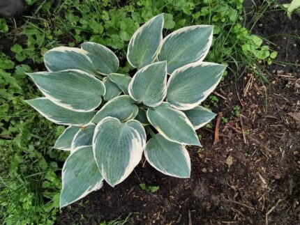 Hosta "First frost", pottestr. 11 cm.