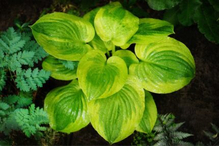 Hosta "summer Breeze", pottestr. 9 cm