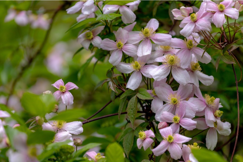 11822_shutterstock_1974486869