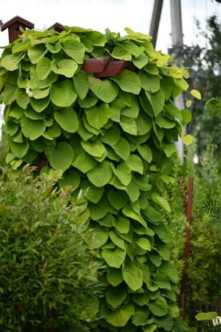 Pipeholurt/ Pipevine "Aristolochia durior", pottestr. 2 l.