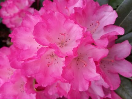 Rhododendron "Fantastica", salgsstr. 30-40 cm, potte 5 l.