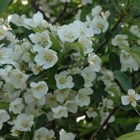 Prydeple, Malus "DolgoI", E plante, 10 liter, str 150-175 cm