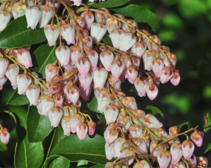 Pieris "Cupido" salgsstr. 25-30 cm, pottestr. 3,5